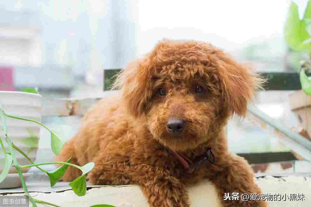 犬肢端舔舐性皮炎是什么？如何诊断及治疗？一篇文章告诉你